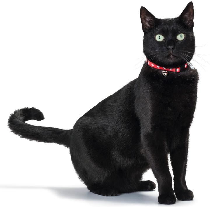 Image du produit Hunter Collier pour chat Suisse- (Chat)