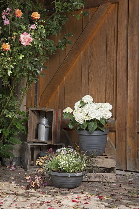 Produktbild Scheurich Country Star (33.90 cm)