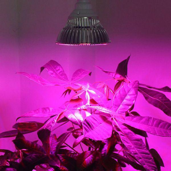 Actual product image Bio Green super grow (LED)