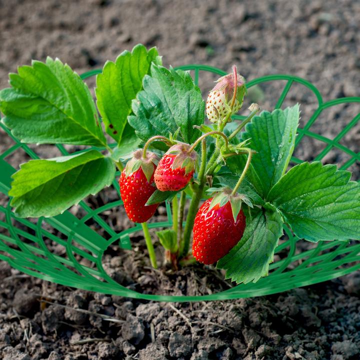 Actual product image Relaxdays Strawberry support set (30 cm, 30 cm)