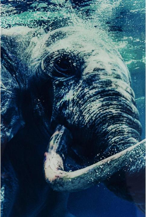 Produktbild Kare Design Bild Glas Swimming Elephant 180x120cm (120 x 180 cm)