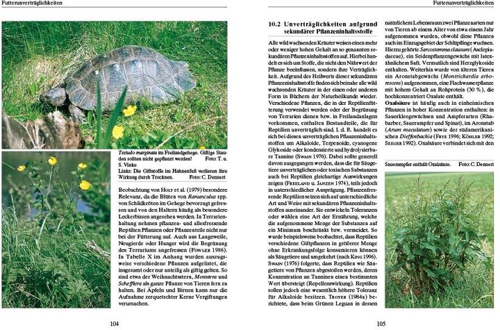 Productafbeelding Ernährung von Landschildkröten (Duits, Dr Carolin Dennert, 2021)