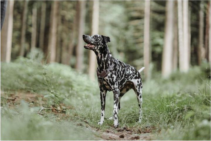 Image du produit Hunter Divo (L, Chien, Général)