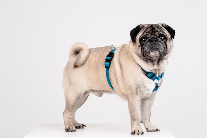 Immagine prodotto Chaba PROTEZIONE PER CINTURA M (P)25-40 (P)35-55X2CM SEA 5072 (M, Cane, Generale, Passeggiare)