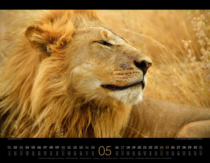 Produktbild Königreich der Katzen Kalender 2026 (54 x 42 cm, Englisch, Französisch, Deutsch)