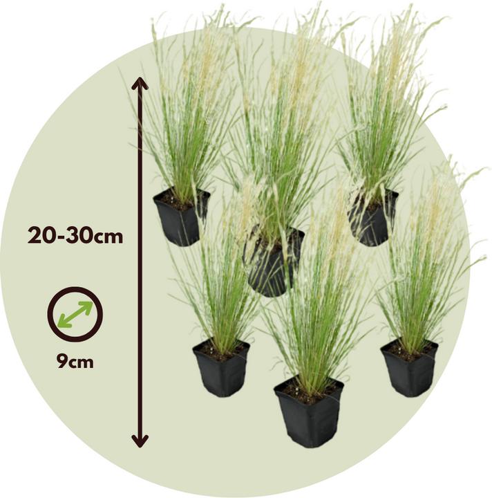 Immagine prodotto Plant in a Box Stipa tenuifolia 'Pony Tails' - 6er Set Zier Federgras (20 cm)