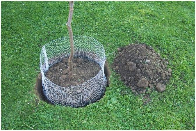 Actual product image Kerbl Vole basket ungalvanised, large, 60 cm