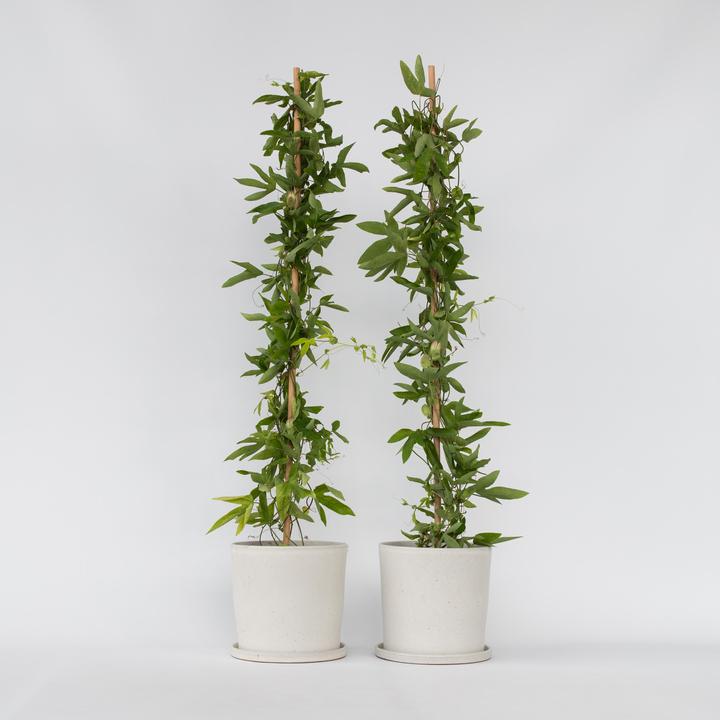 Actual product image Plant in a Box Passiflora x violacea 'Victoria' - set of 2 passion flowers (110 cm)