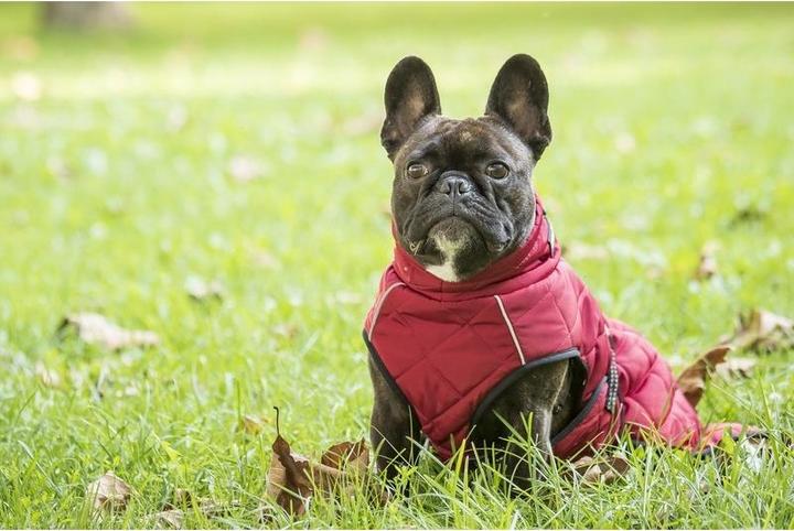 Immagine prodotto Chiara nelson (XL, Cappotto per cani)