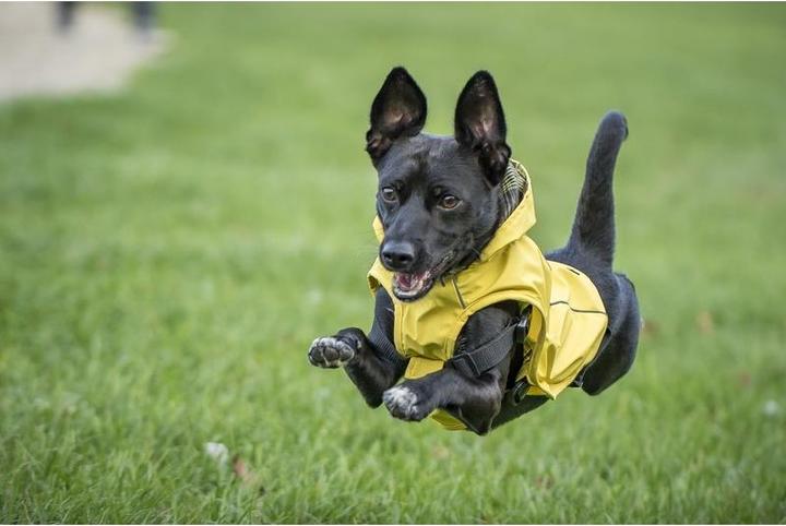 Produktbild Chiara Scotty (XS, Hundemantel)