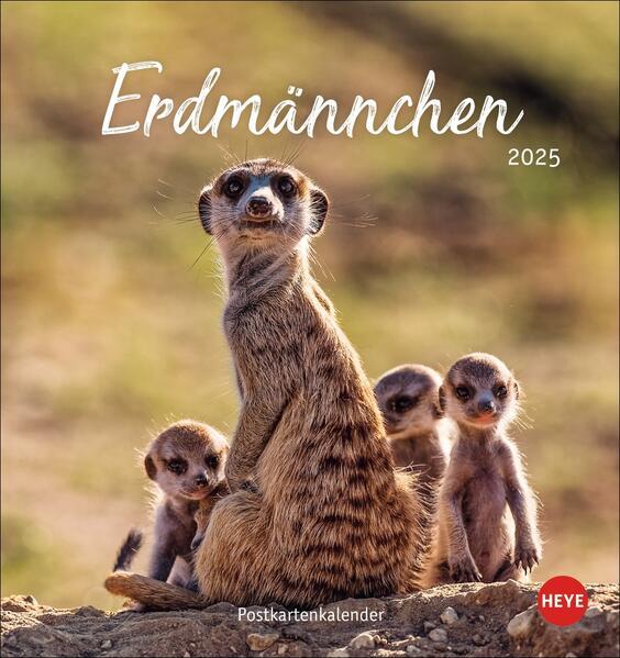 Produktbild Erdmännchen Postkartenkalender 2025 (Deutsch)