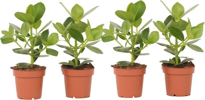 Immagine prodotto Plant in a Box Clusia rosea Princess - Set di 4 pezzi (25 cm)