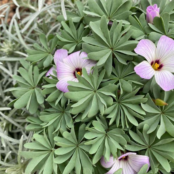 Image du produit Säntispracht Set de 3, L'oseille des montagnes, une rareté en rocaille - Oxalis adenophylla (15 cm)