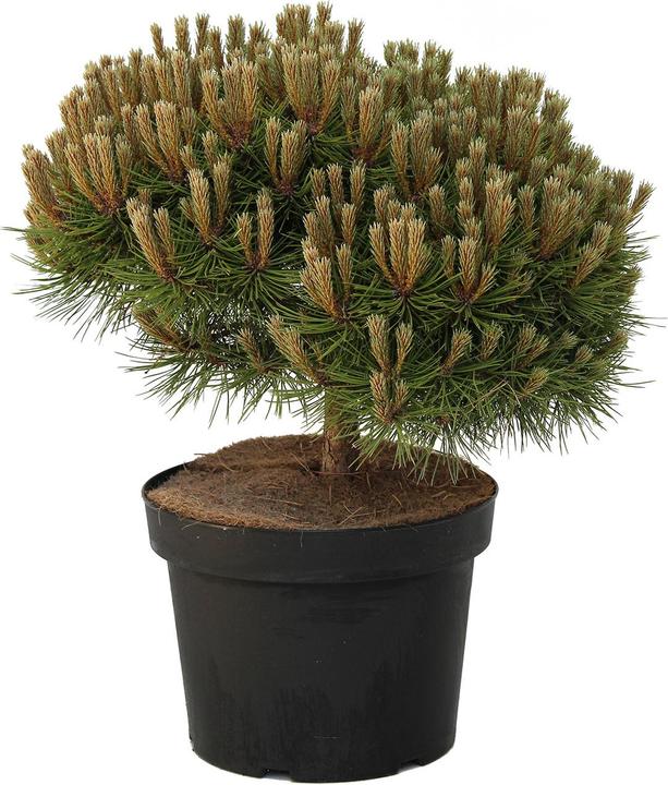 Produktbild Zulauf Zwerg-Schwarz-Kiefer / Pinus nigra 'Marie Brégeon' (35 cm)