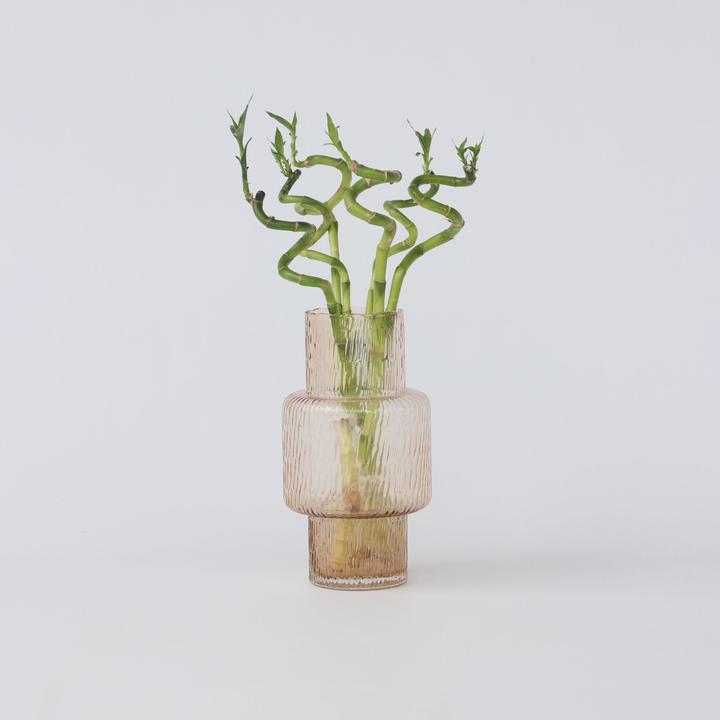 Produktbild Plant in a Box Dracaena sanderiana - 12er Set Glücksbambus (40 cm)