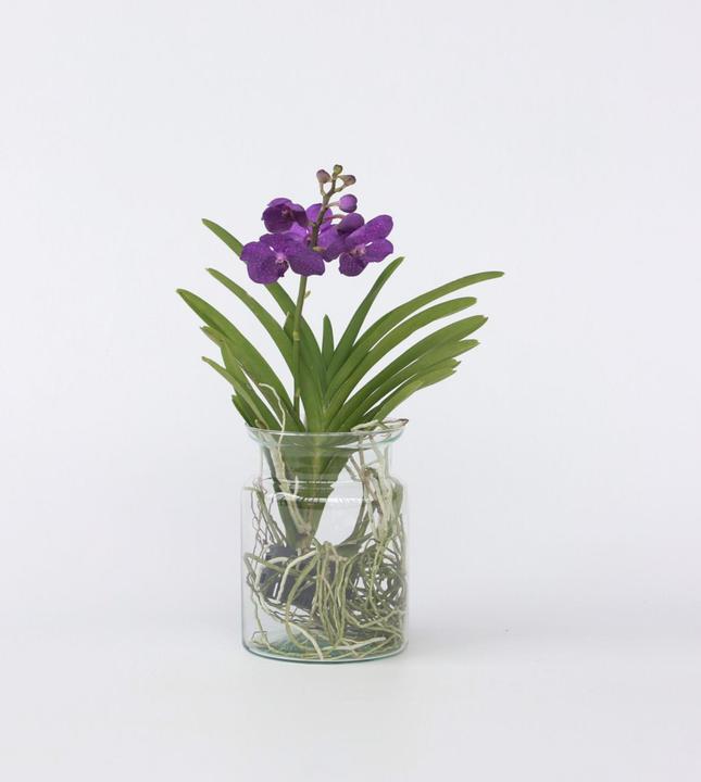 Produktbild Plant in a Box Vanda 'Blue' - Orchidee (45 cm)
