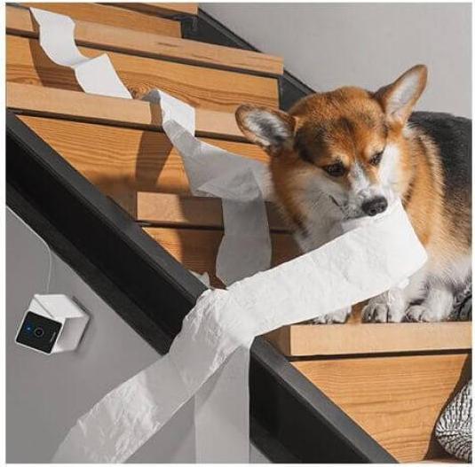 Produktbild Petcube Haustierkamera (Katzenminzespielzeug)