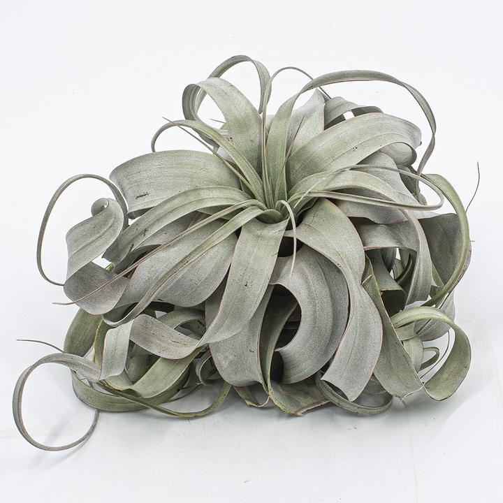 Produktbild Kakteen Gautschi Tillandsia xerografica (15 cm)