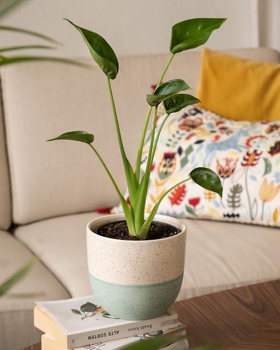 Immagine prodotto feey Alocasia 'Tiny Dancer' (40 cm, Appena rinvasata)