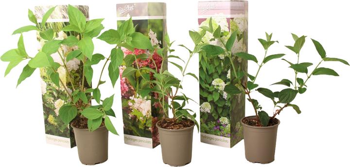 Produktbild Plant in a Box Hortensia Paniculata 'Pink Lady', 'Phantom', 'Silver Dollar' - 3er Set Hortensien (25 cm)