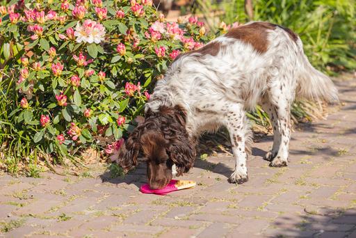 Immagine prodotto Beeztees Tappetino per leccare il gelato (Gioco da masticare per cani)