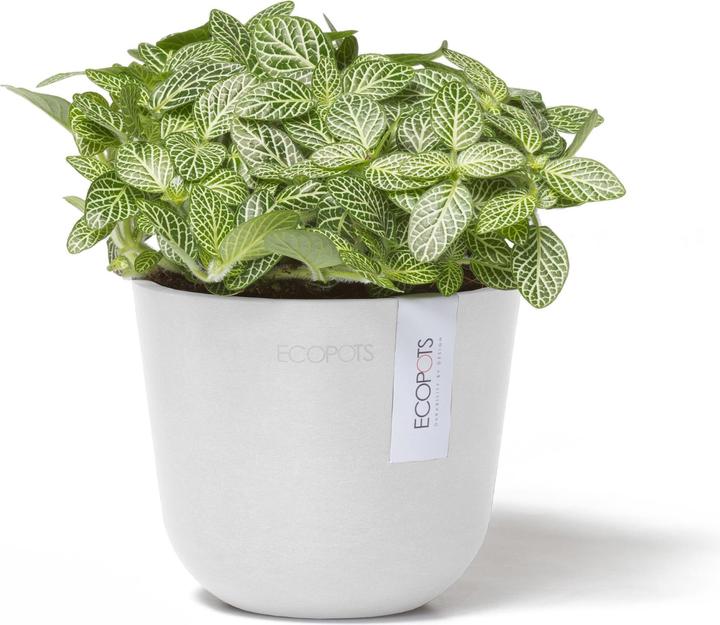 Immagine prodotto Ecopots Oslo Mini (19 cm)