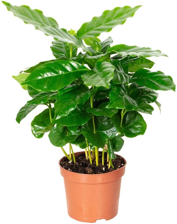 Plantlovers Coffea Arabica (Kaffeepflanze) (25 cm, Frisch umgetopft)