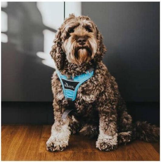 Image du produit Hunter Vaisselle Divo (S, M, Chien, Général)