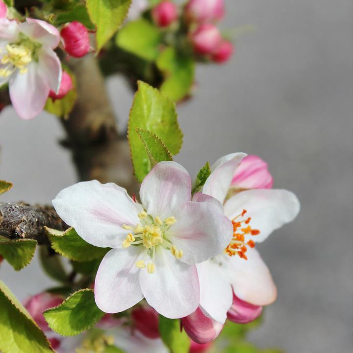 Immagine prodotto Zulauf Mela colonnare / Malus (SÄU) Goldlane (100 cm)