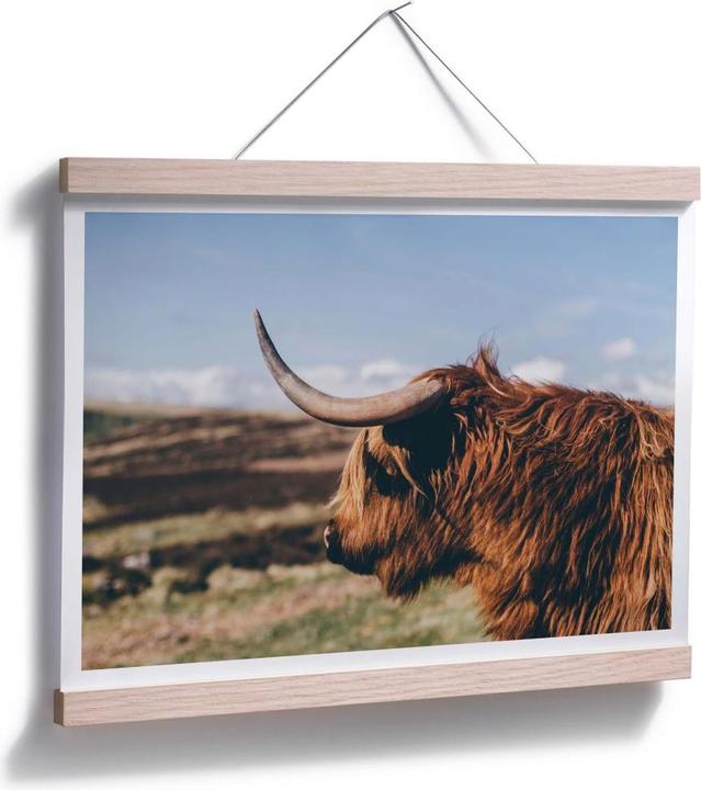 Immagine prodotto Trenddeko Mucca d'altopiano 02 (60 x 50 cm)