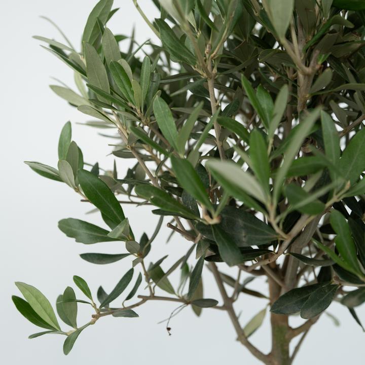Produktbild Plant in a Box Olea Europaea - 2er Set Olivenbaum (90 cm)