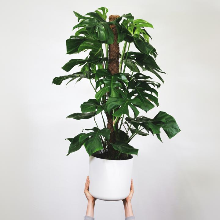 Produktbild Plant in a Box Monstera Monkey Mask - 2er Set Affenmaskpflanze auf einem Stab (60 cm)