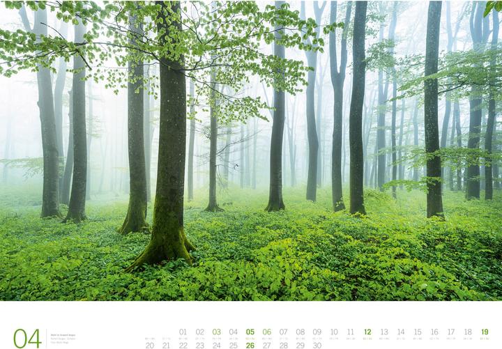 Produktbild Wald - Gallery Kalender 2026 (66 x 50 cm, Harter Einband, Englisch, Deutsch)