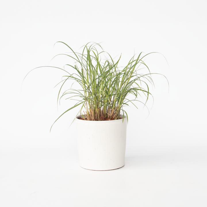 Immagine prodotto Plant in a Box Miscanthus sinensis 'Red Chief' - Erba ornamentale (40 cm)