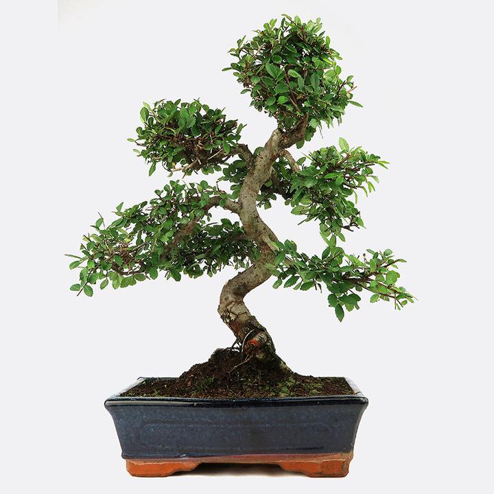 Image du produit Bonsai.ch Ulmus Orme de Chine (55 cm)