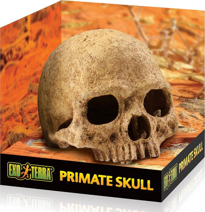 Image du produit Exo Terra Crâne de primate 17x13.5x11.5cm