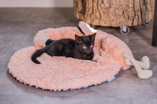 Immagine prodotto Beeztees Gattino gatto cuscino fenicottero Giba (Gatto)