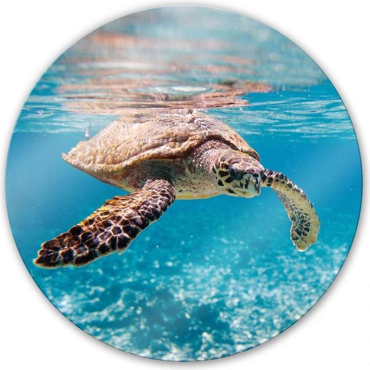 Actual product image Trenddeko Picture turtle traveling Ø 50 cm, glass (50 x 50 cm)
