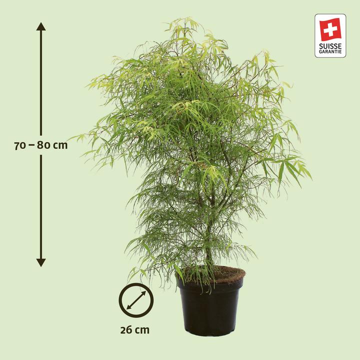 Produktbild Zulauf Japanischer Fächer-Ahorn / Acer palmatum 'Koto-No-Ito' (80 cm)