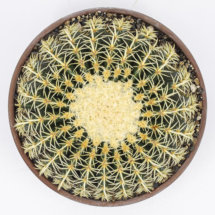 Immagine prodotto Kakteen Gautschi Echinocactus grusonii brevispinus (20 cm)