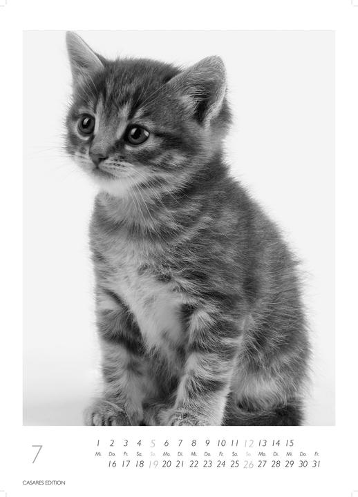 Actual product image Cats 2026 S 29x21cm (29 x 21 cm, German)