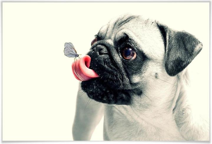 Actual product image Trenddeko Animal affection (60 x 40 cm)
