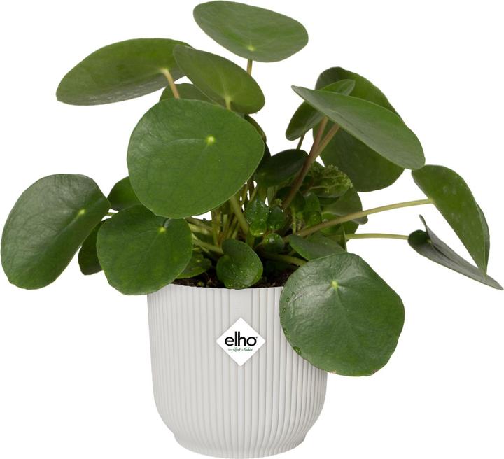 Immagine prodotto Elho Vibes Fold (25 cm)