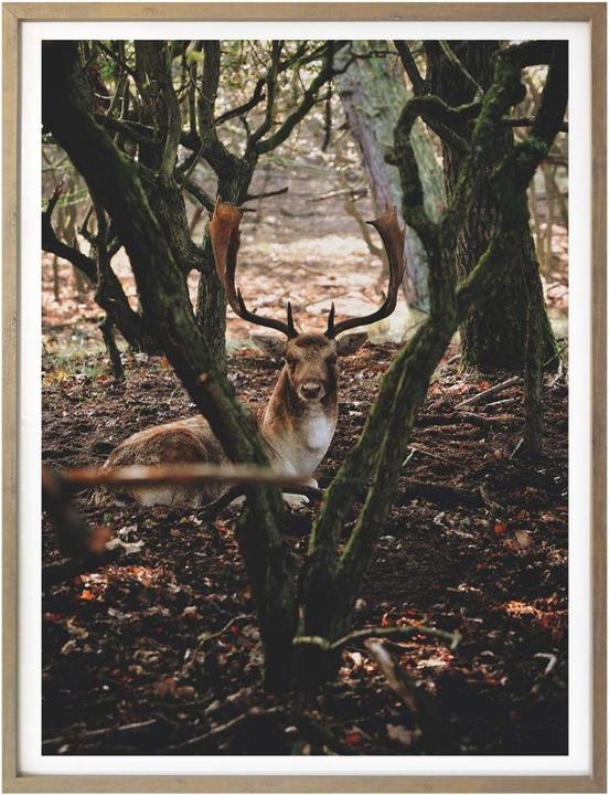 Actual product image Trenddeko Break in the forest (24 x 30 cm)