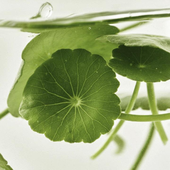 Produktbild Beauty of Joseon Light On Serum Centella Vita C (30 ml)