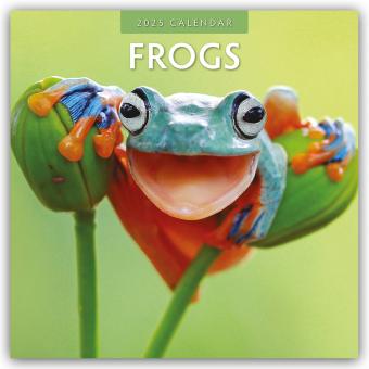 Actual product image Red Robin Publishing Ltd:Frogs - Frog (305 x 305 mm, German, English)