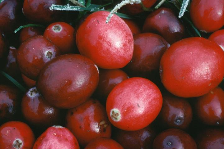 Produktbild Arkopharma Arkocaps Bio Cranberry Kapseln (45 Stück, Kapseln, 43 g)