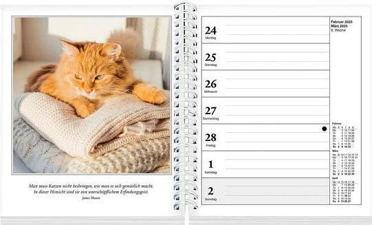 Actual product image Schmusekatzen Fotokalender 2025 (17 x 20 cm, German)
