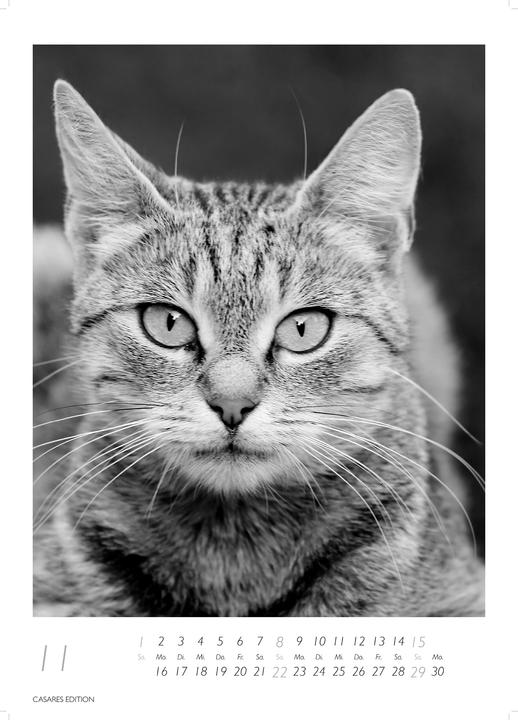 Actual product image Cats 2026 S 29x21cm (29 x 21 cm, German)