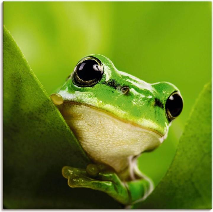 Artland Ausspähender Frosch T5VH (40x40 cm)